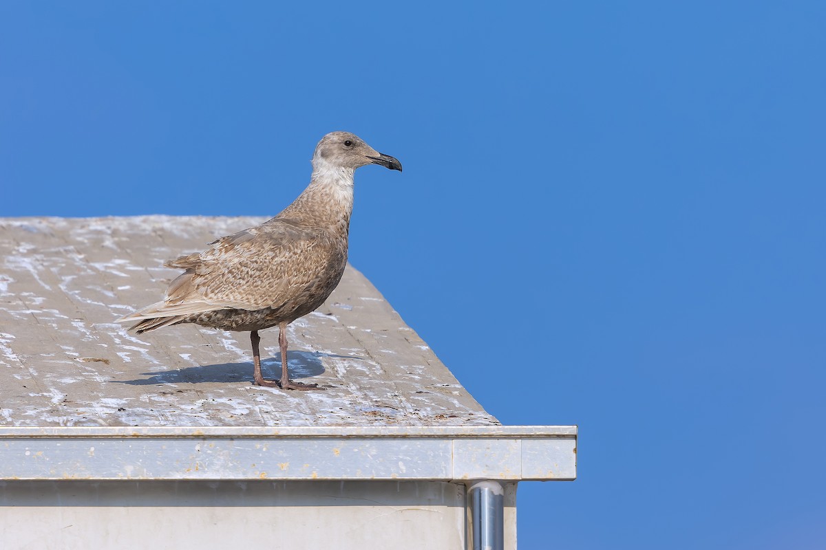 Glaucous-winged Gull - ML628591758