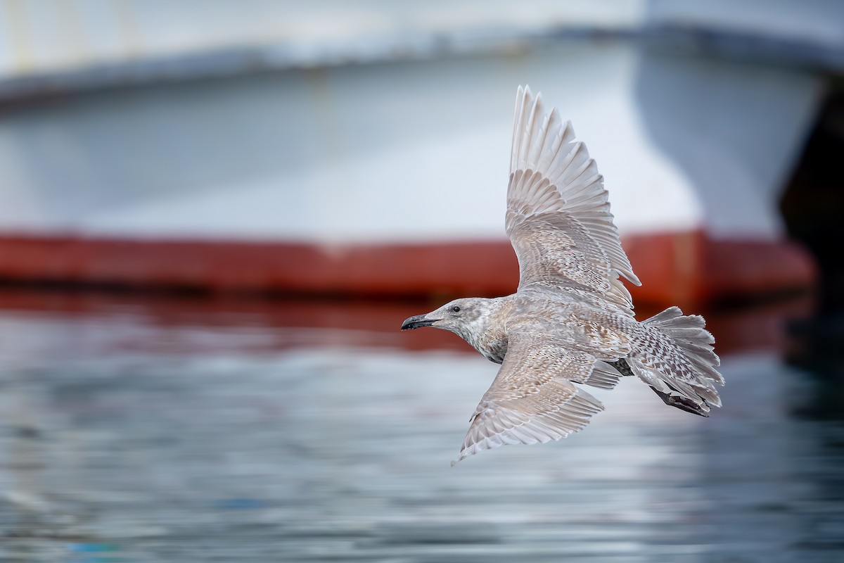 Glaucous-winged Gull - ML628591760