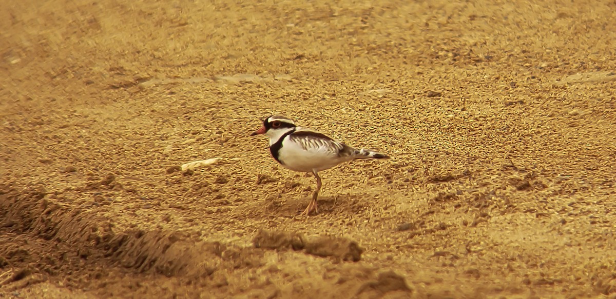 Black-fronted Dotterel - ML628591772