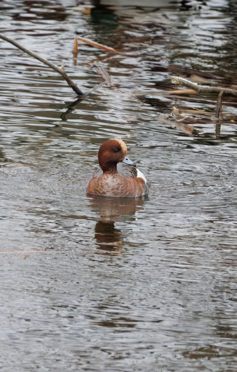 Зээрд нугас - ML628591985