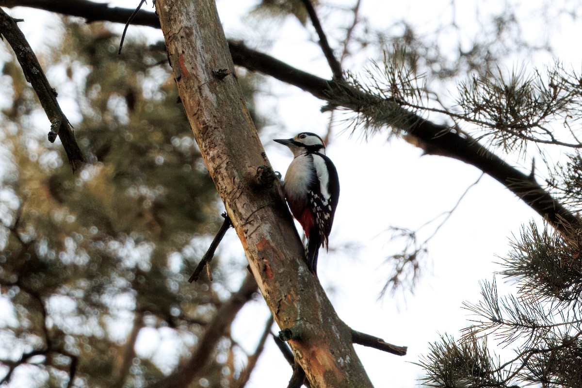 Алаг тоншуул - ML628591988