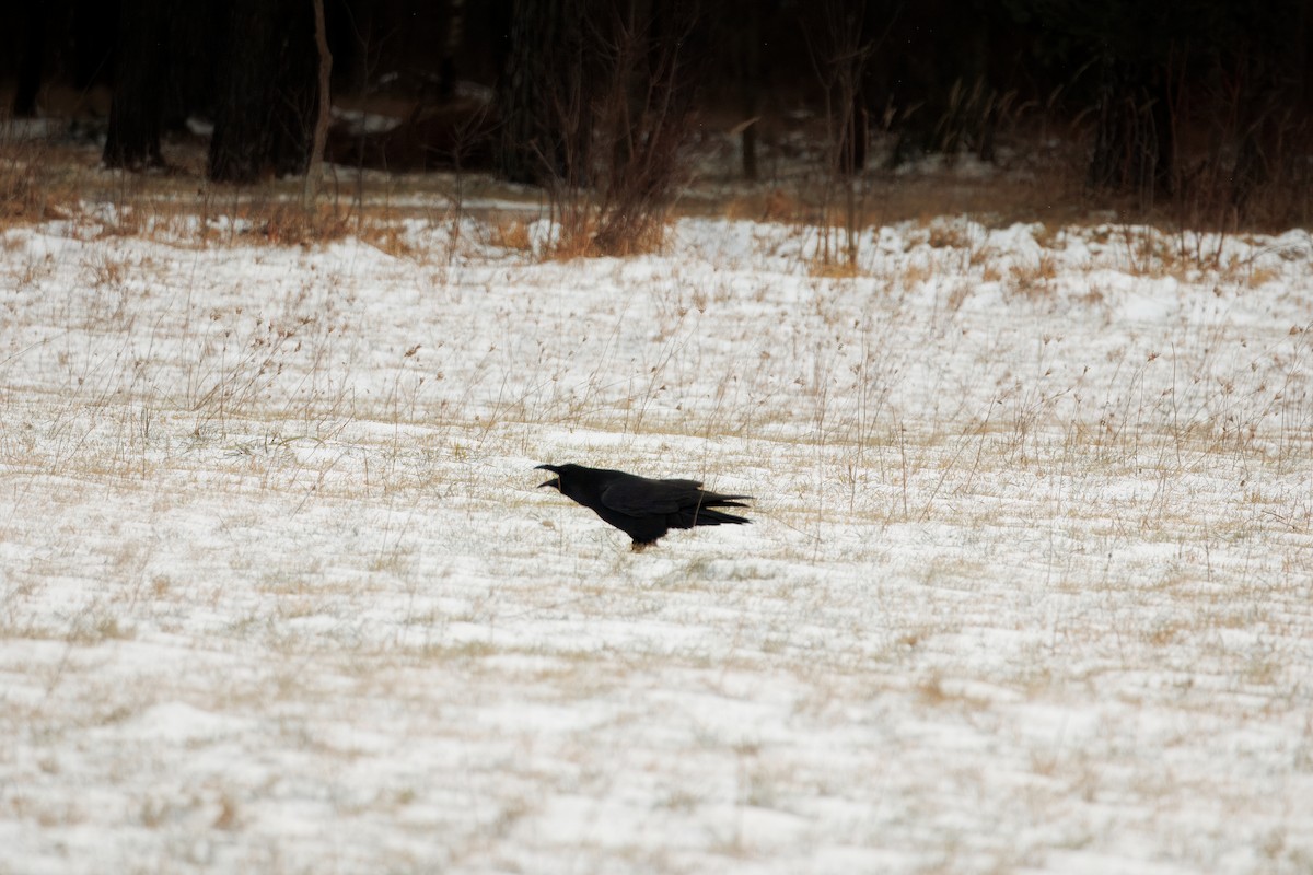 Хон хэрээ - ML628591994