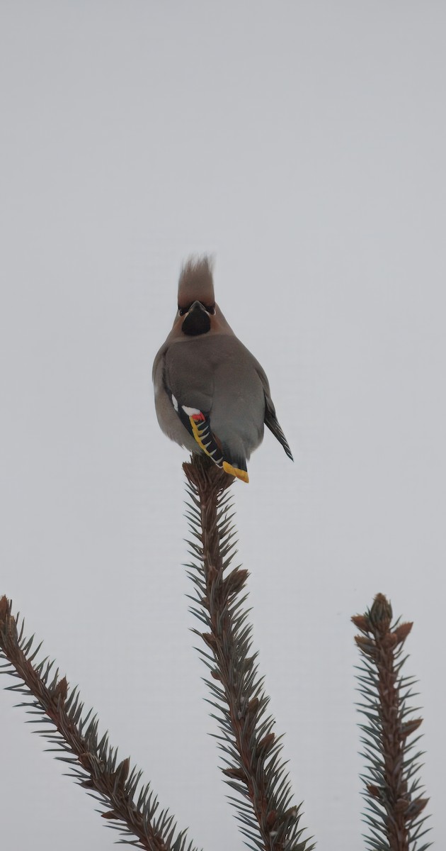 Шивэр энхэт бялзуухай - ML628591998