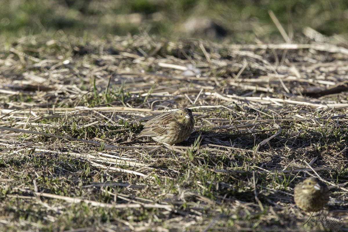 Cirl Bunting - ML628592035