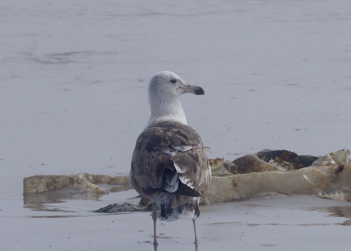Kelp Gull - ML628592068