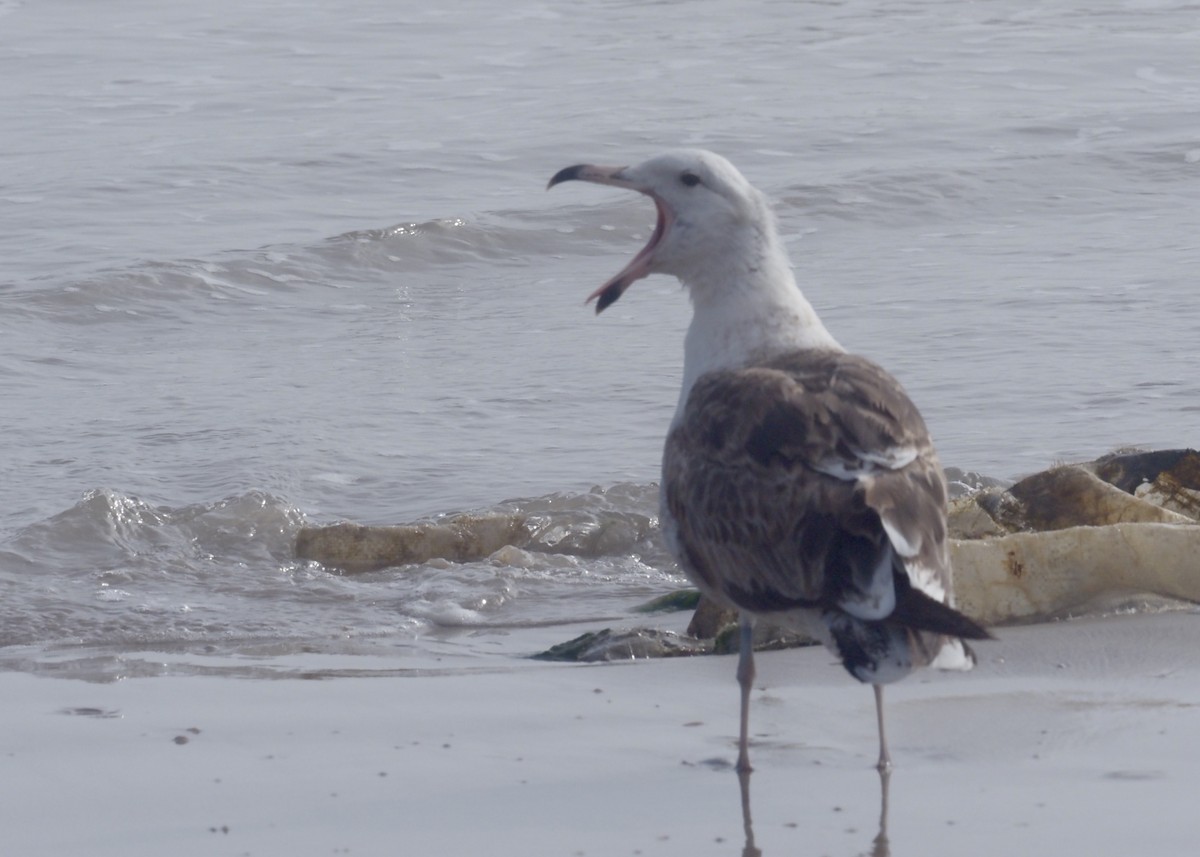 Kelp Gull - ML628592069