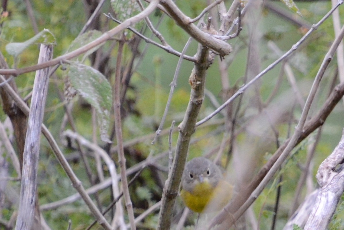 Nashville Warbler - ML628592121