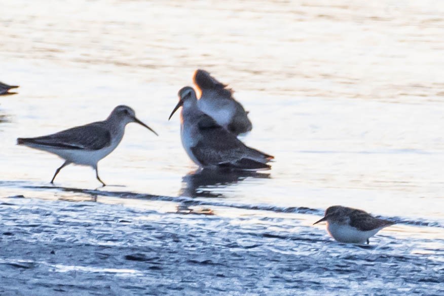 Dunlin - ML628592181