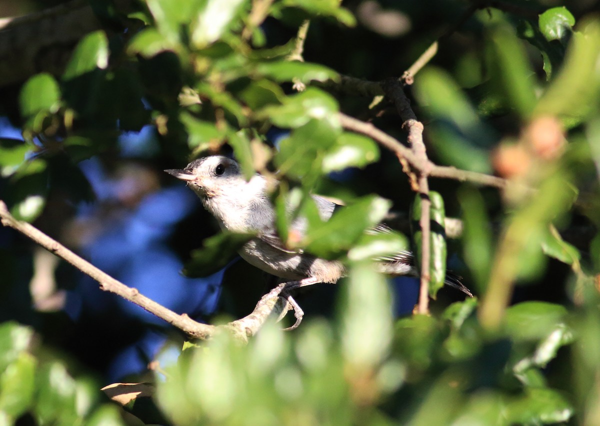 White-breasted Nuthatch (Pacific) - ML62859221