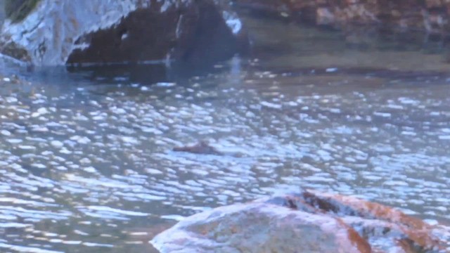 Brown Dipper - ML628592211