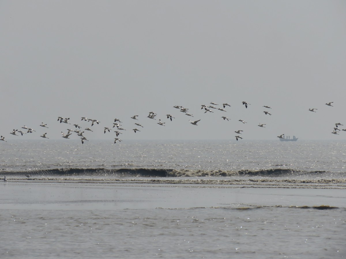 Алаг ээтэн - ML628592261