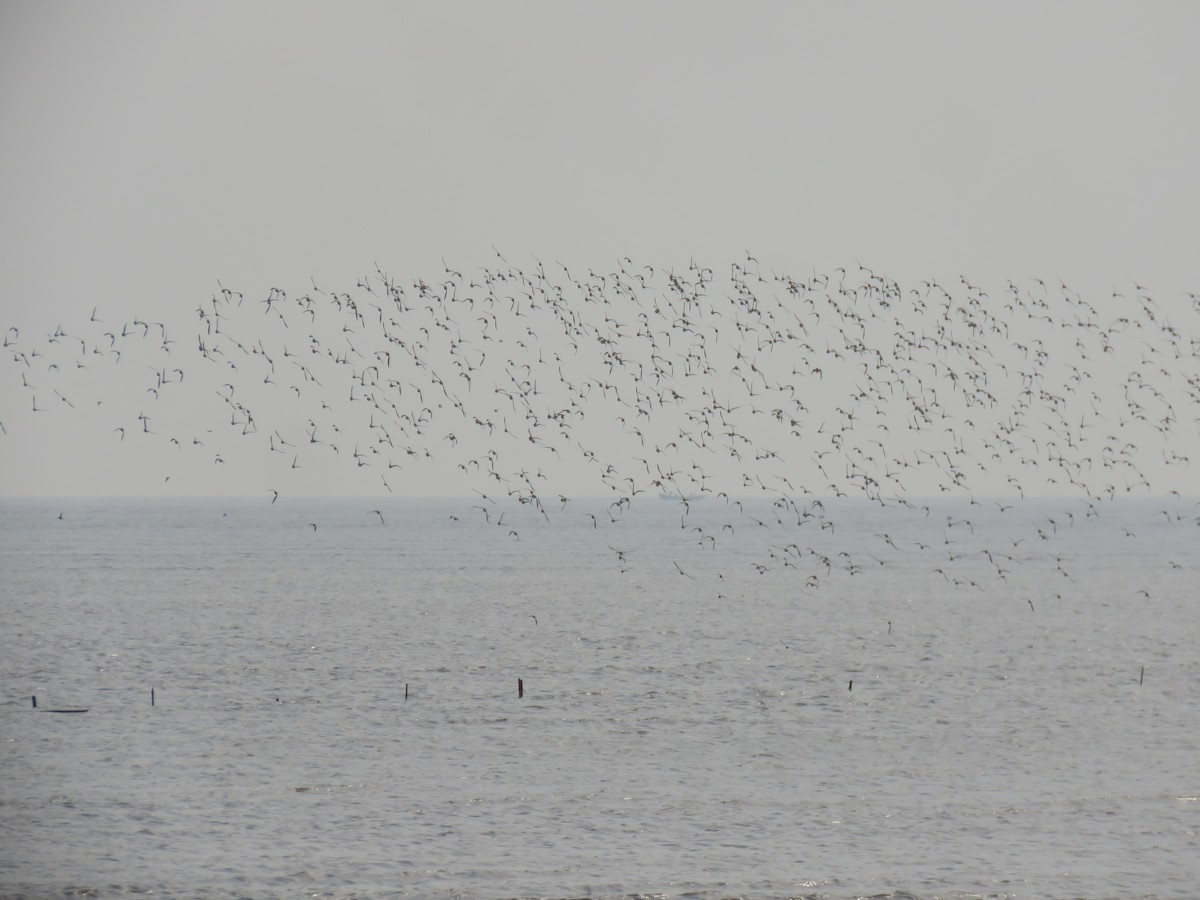 Төвд хиазат - ML628592285