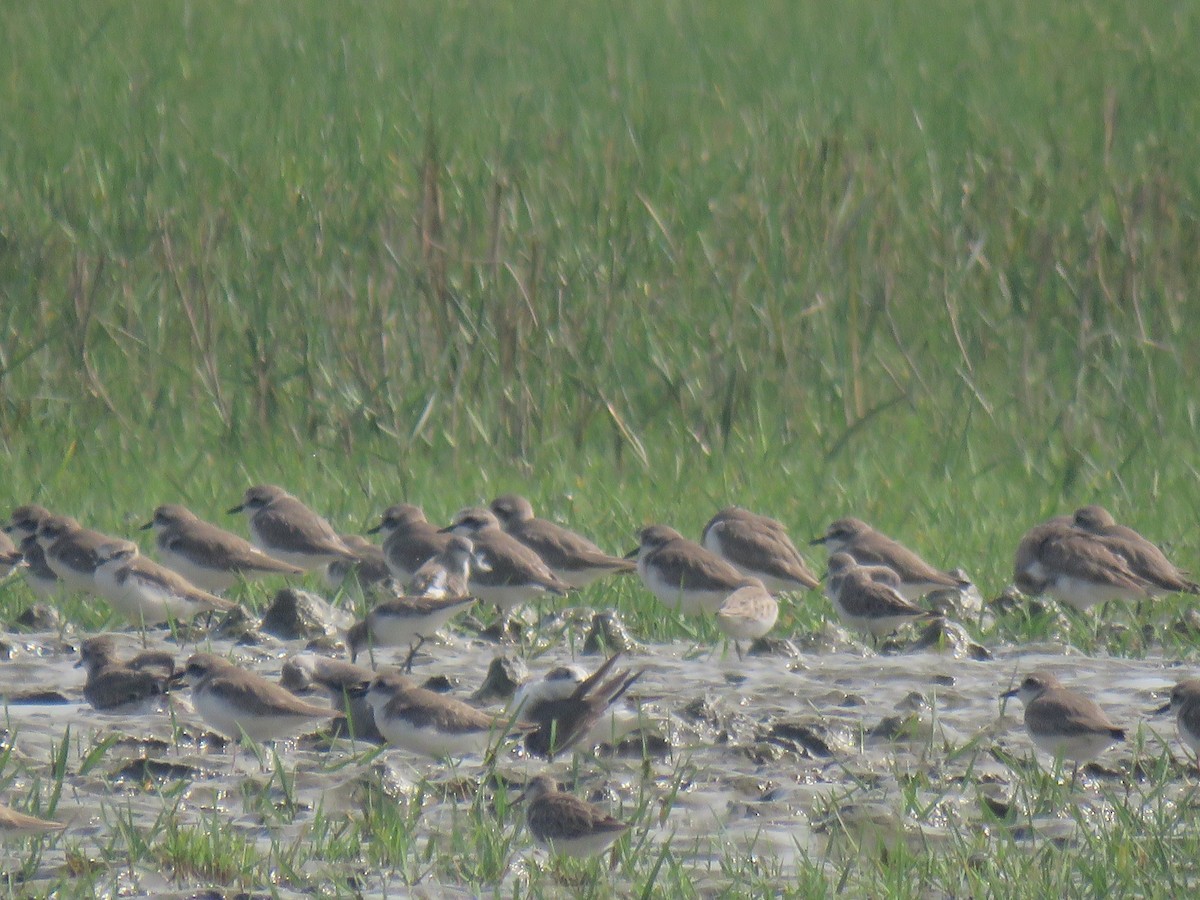 Төвд хиазат - ML628592286