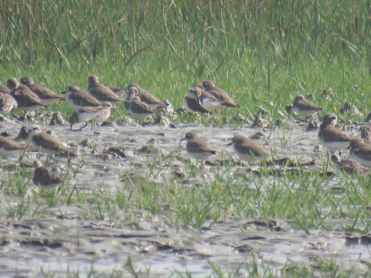 Төвд хиазат - ML628592288