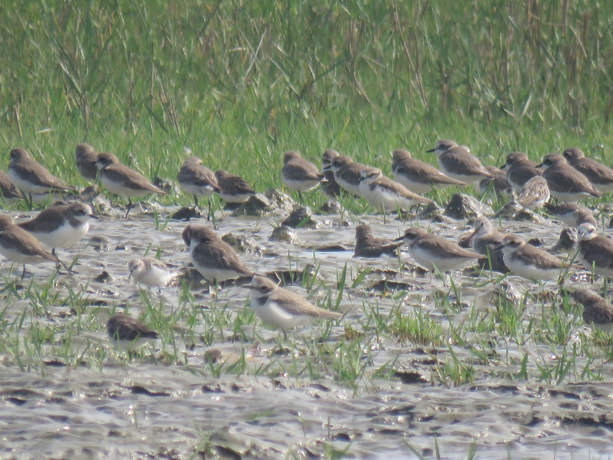 Төвд хиазат - ML628592289