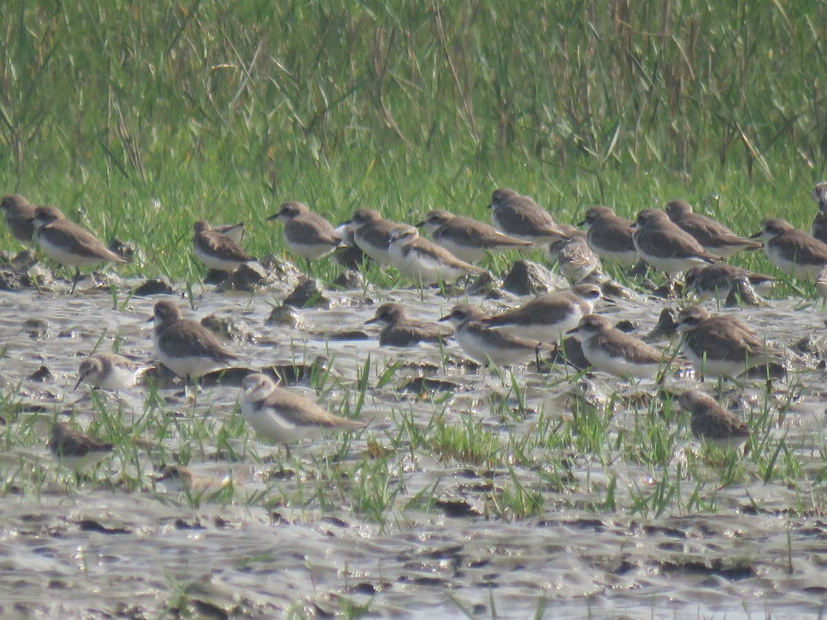 Төвд хиазат - ML628592290