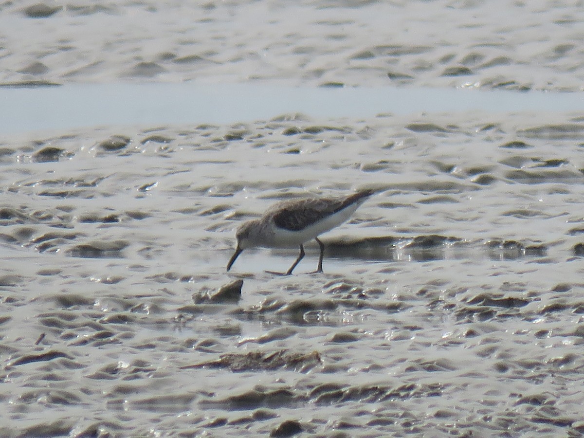 Сянби элсэг - ML628592426