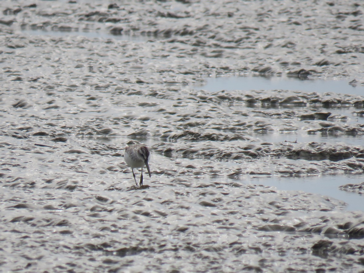 Сянби элсэг - ML628592430