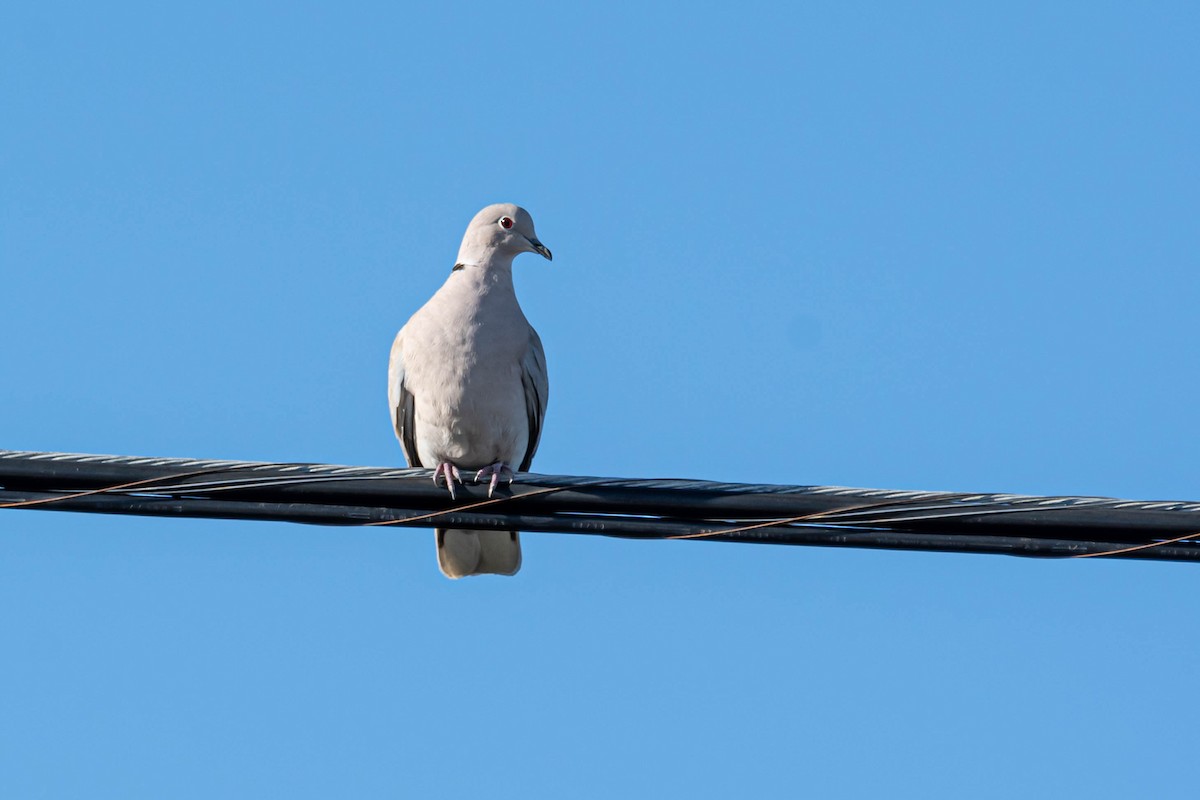 Eurasian Collared-Dove - ML628592446
