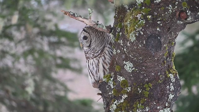 Barred Owl - ML628592468