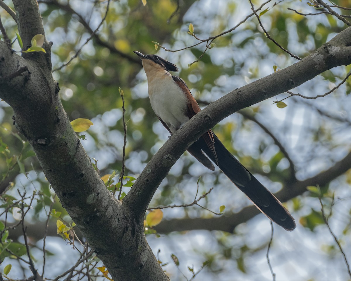 カンムリカッコウ - ML628592592