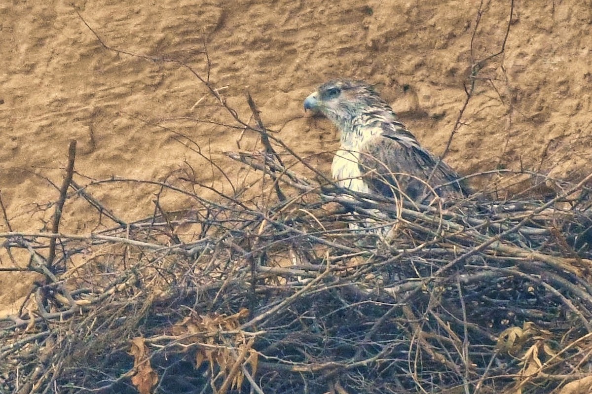 Bonelli's Eagle - ML628592688