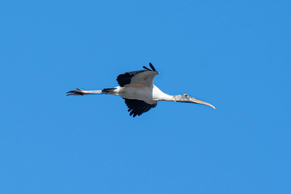 Wood Stork - ML628592761