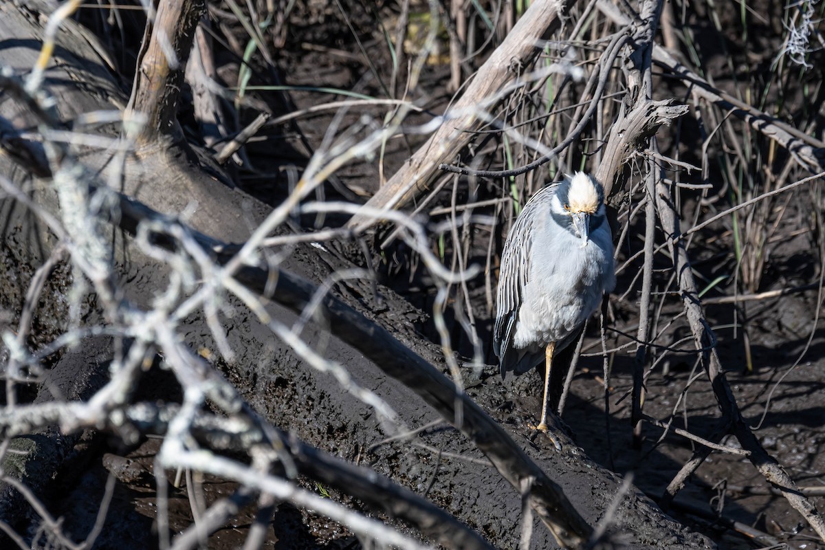 Yellow-crowned Night Heron - ML628592803