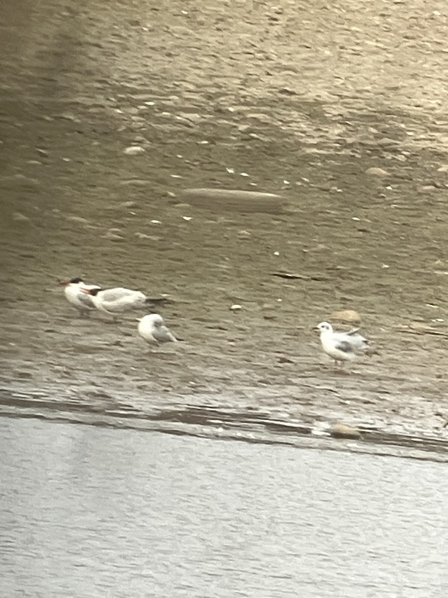 Caspian Tern - ML628593498