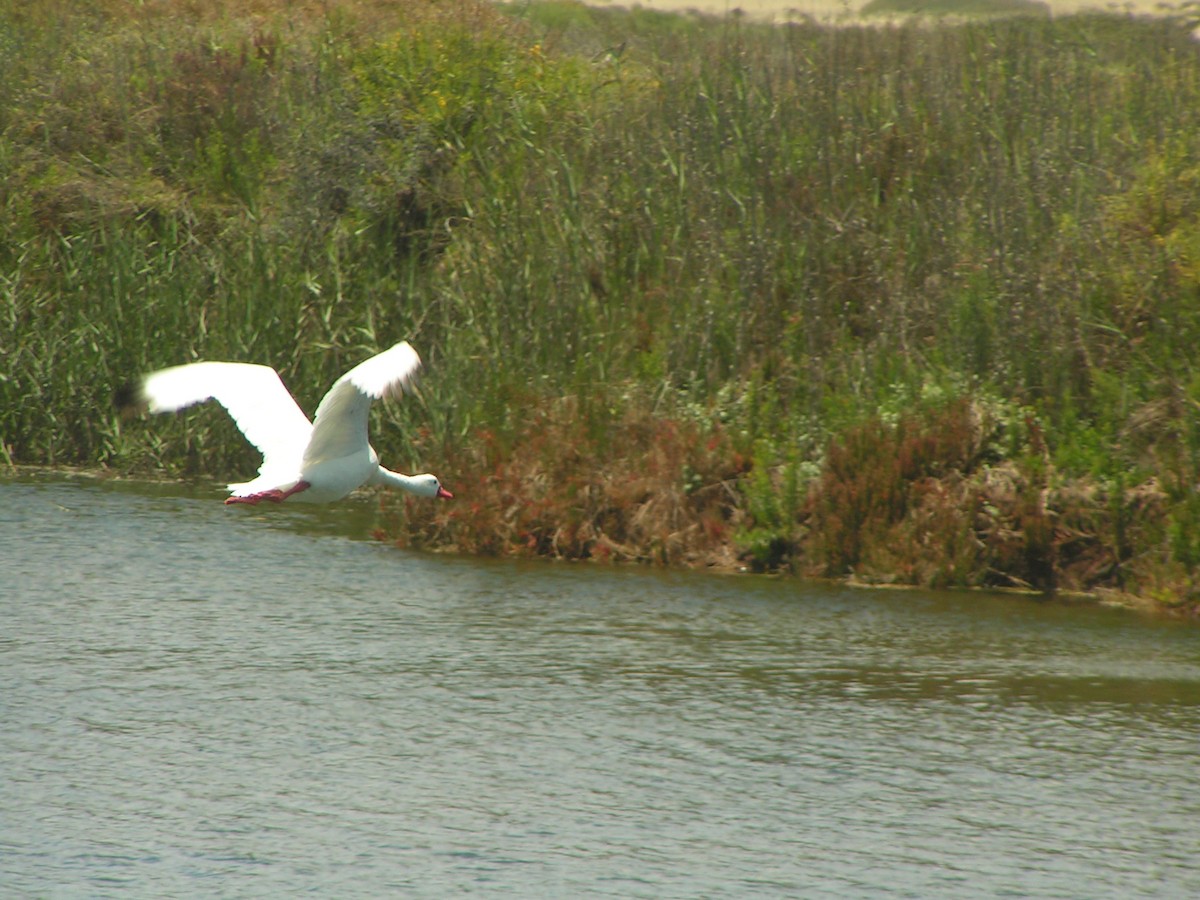 Coscoroba Swan - ML628593678