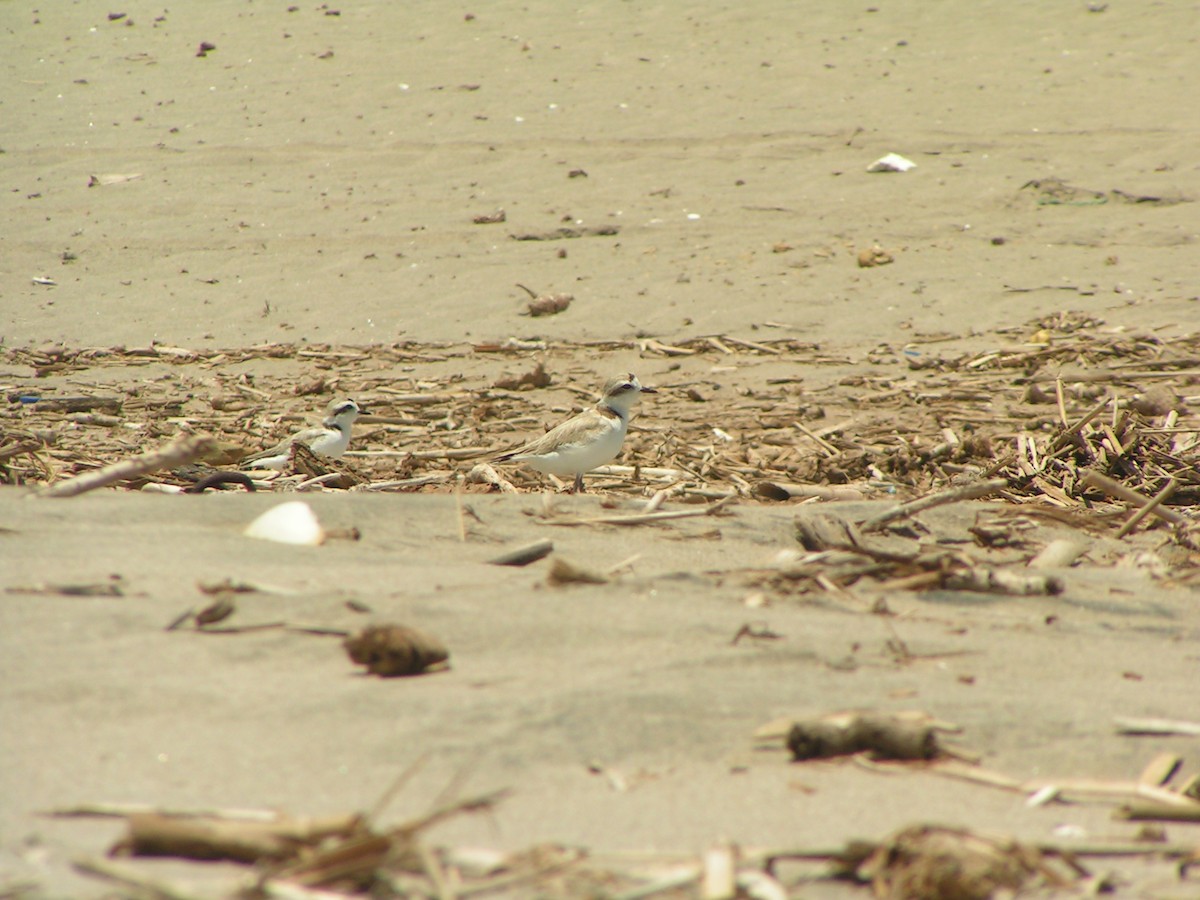 Snowy Plover - ML628593697