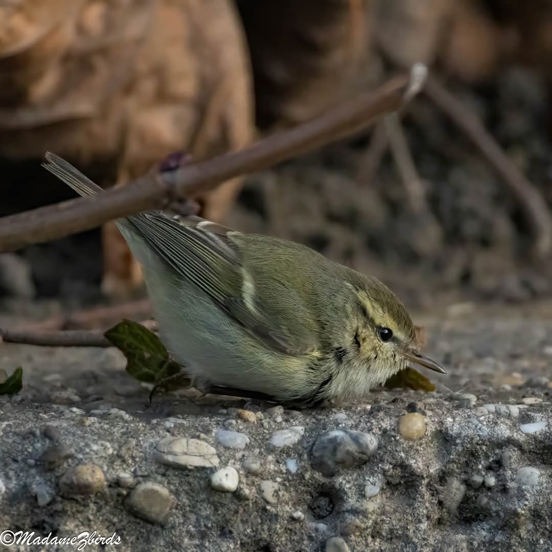 Хүмей дууч шувуу - ML628594080