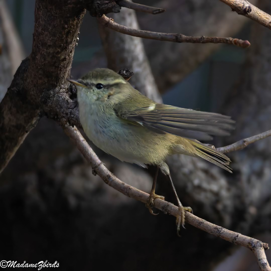 Хүмей дууч шувуу - ML628594081