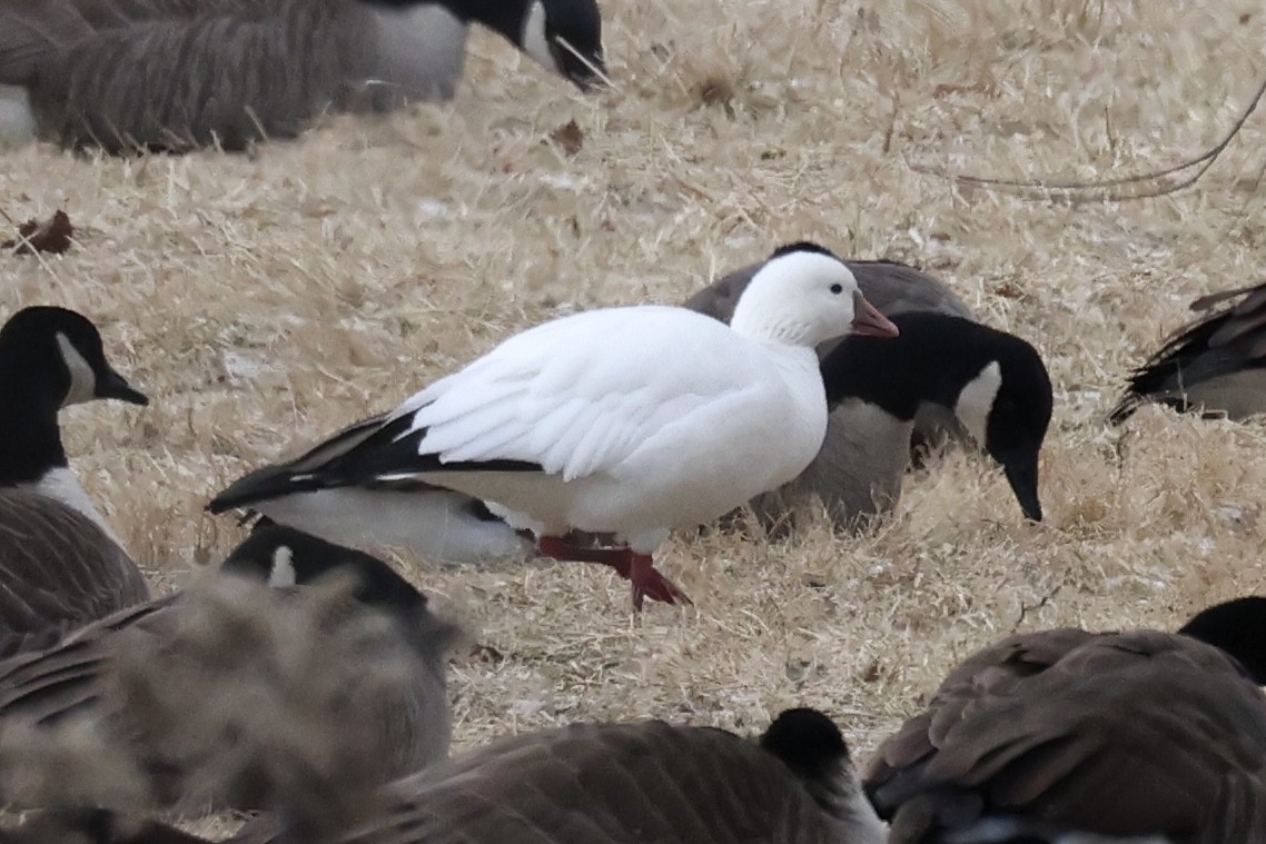Ross's Goose - ML628594260