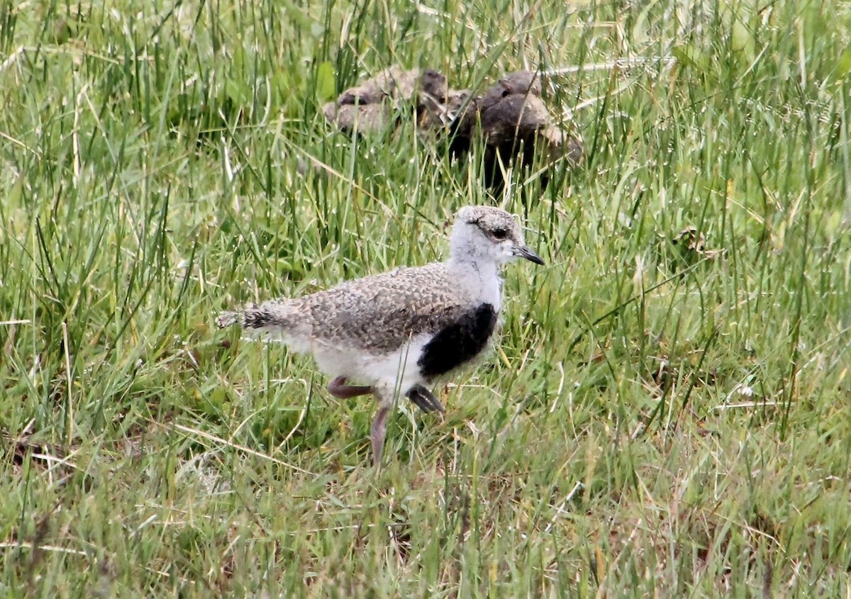 Southern Lapwing - ML628594333