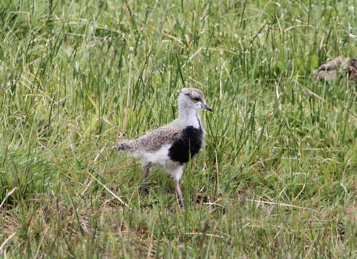 Southern Lapwing - ML628594334