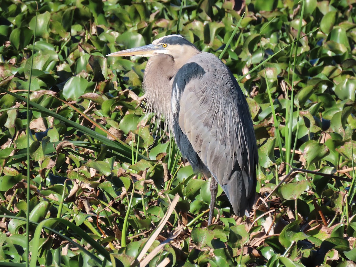 Great Blue Heron - ML628594402