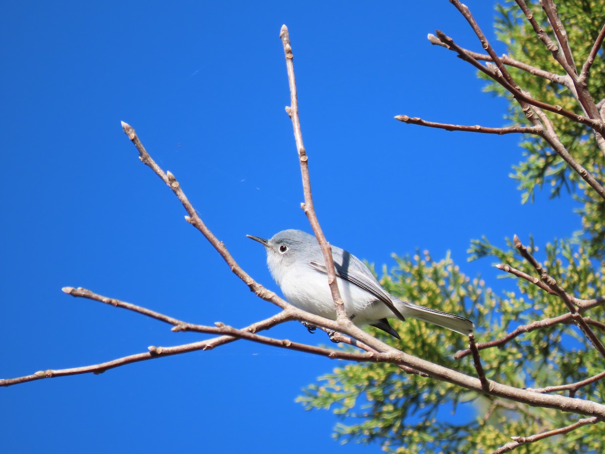 Blue-gray Gnatcatcher - ML628594494