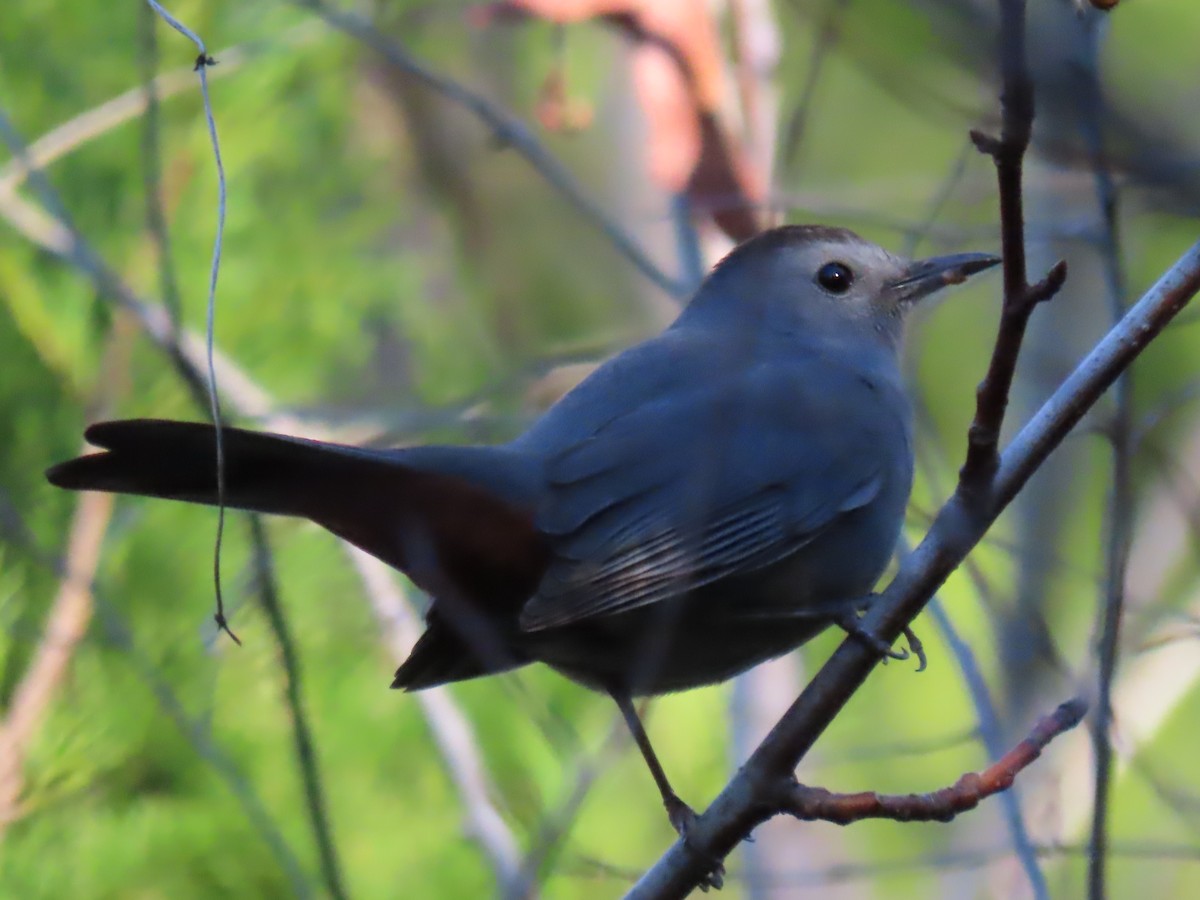 Gray Catbird - ML628594498