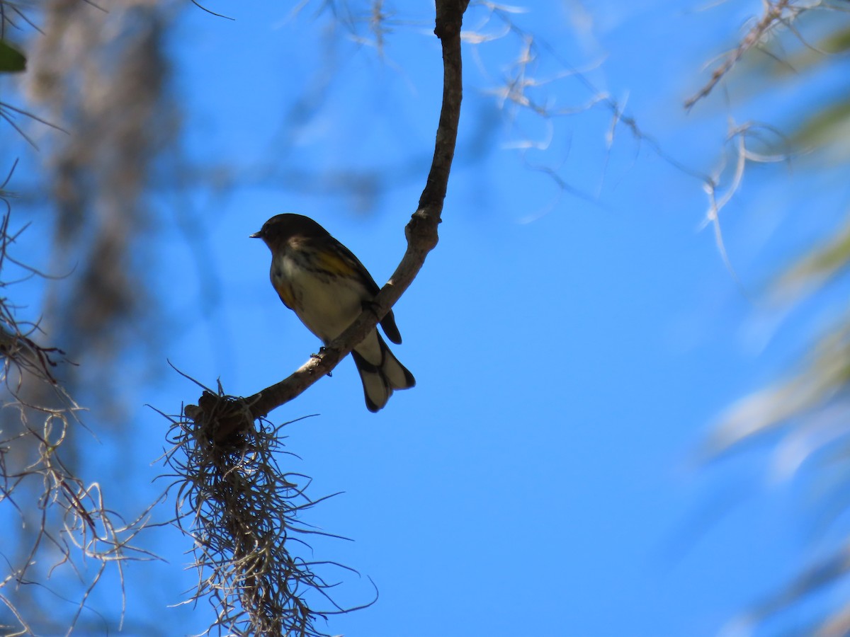 Yellow-rumped Warbler - ML628594577