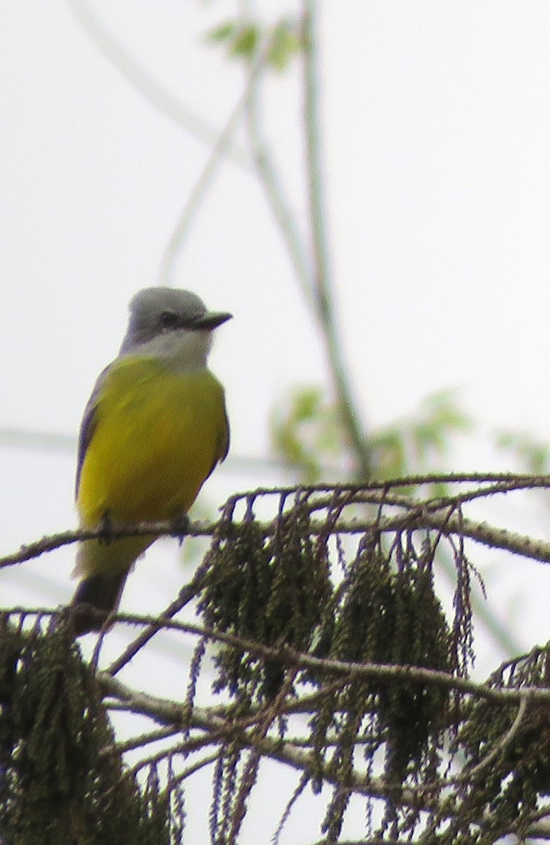 Couch's Kingbird - ML628594747