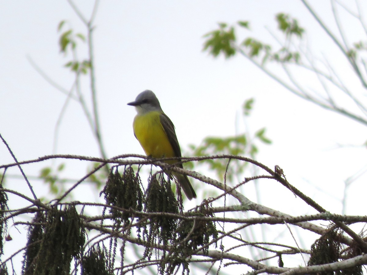 Couch's Kingbird - ML628594752