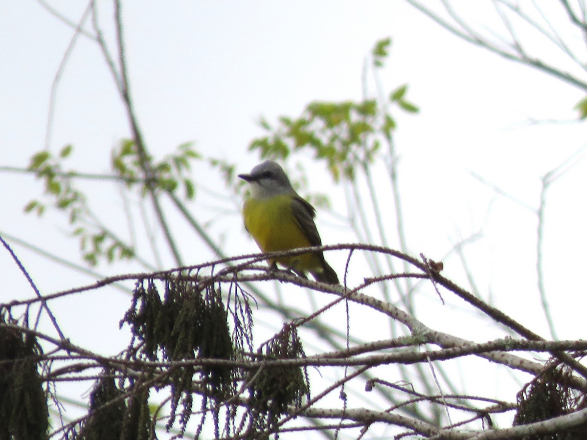 Couch's Kingbird - ML628594753