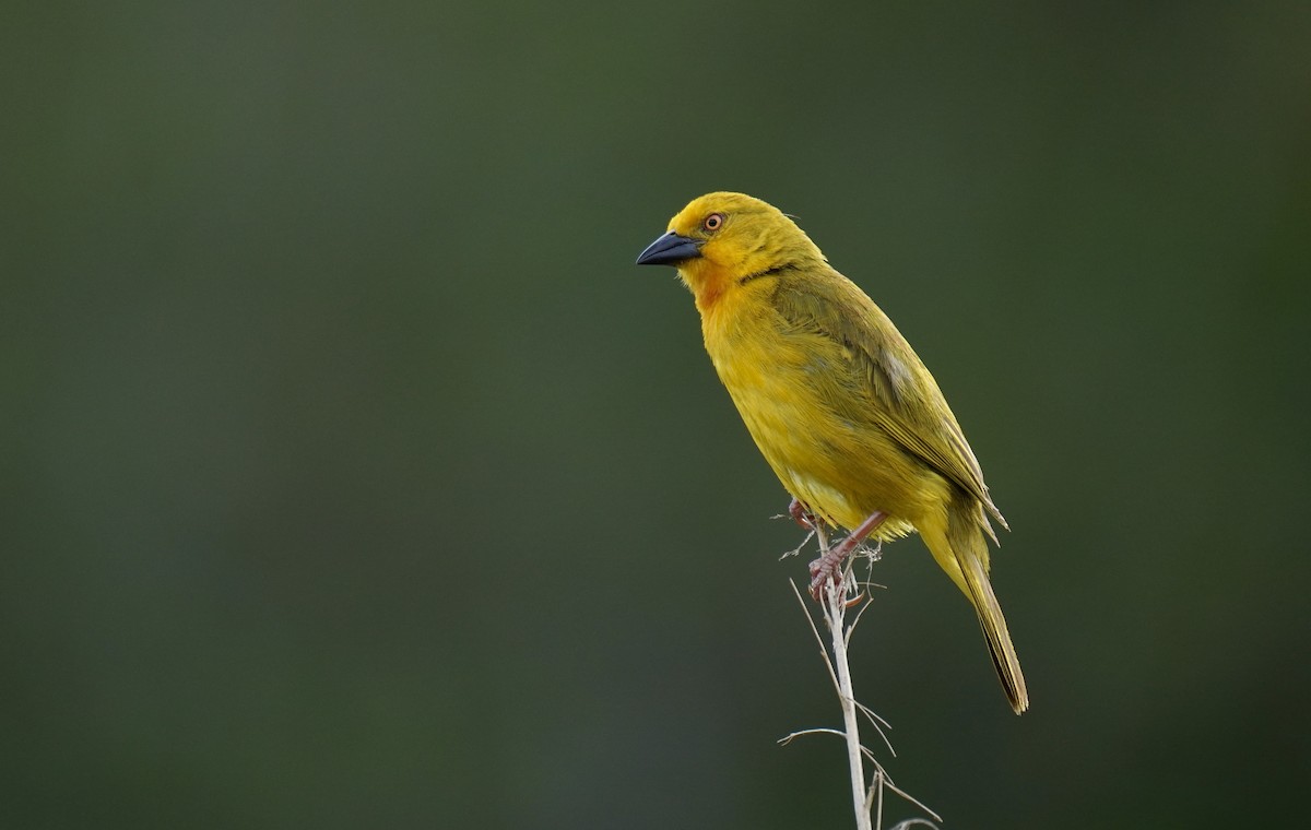 Holub's Golden-Weaver - ML628595105