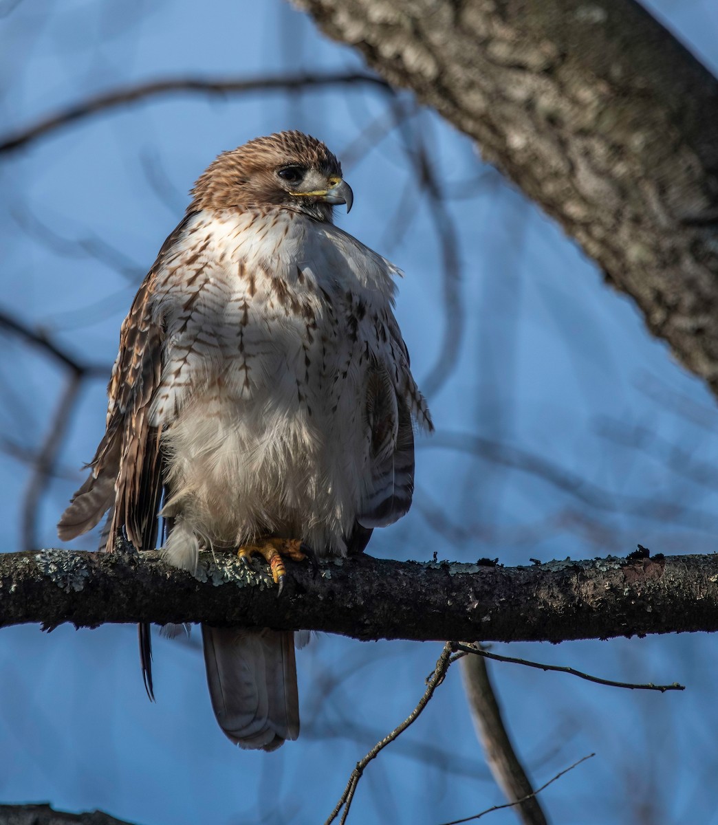 Red-tailed Hawk - ML628595215