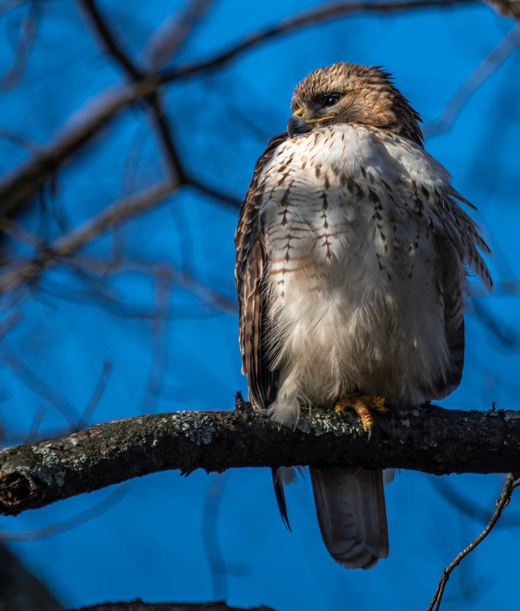 Red-tailed Hawk - ML628595216