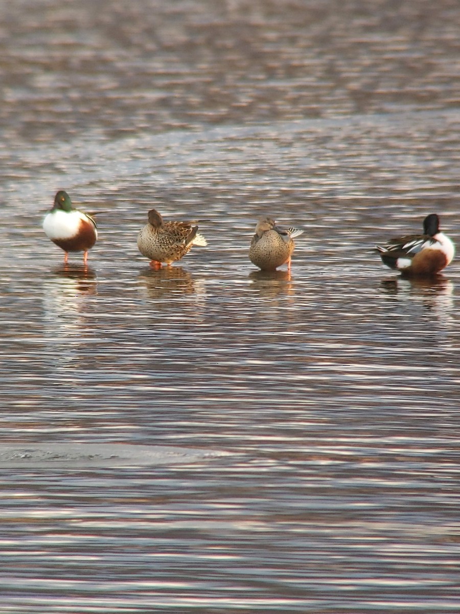 Northern Shoveler - ML628595243