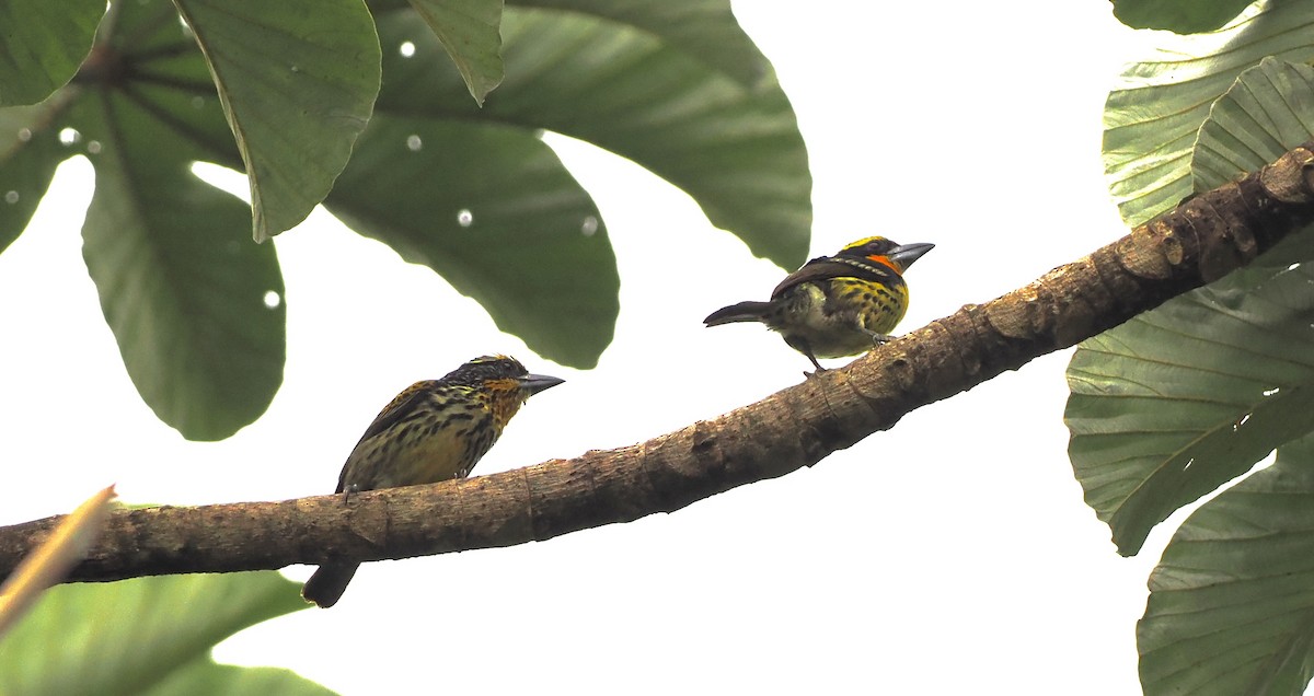 Gilded Barbet - ML628595426