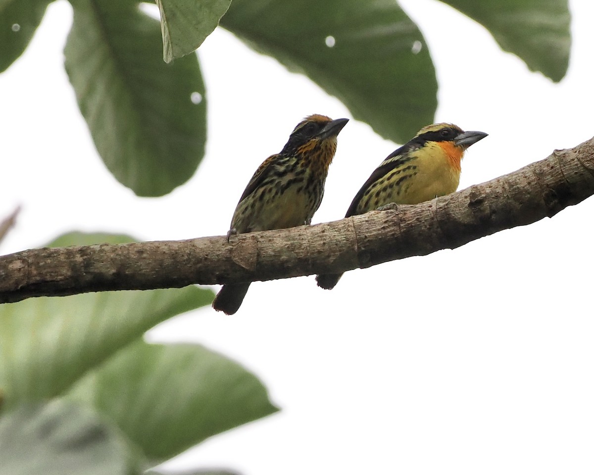 Gilded Barbet - ML628595427