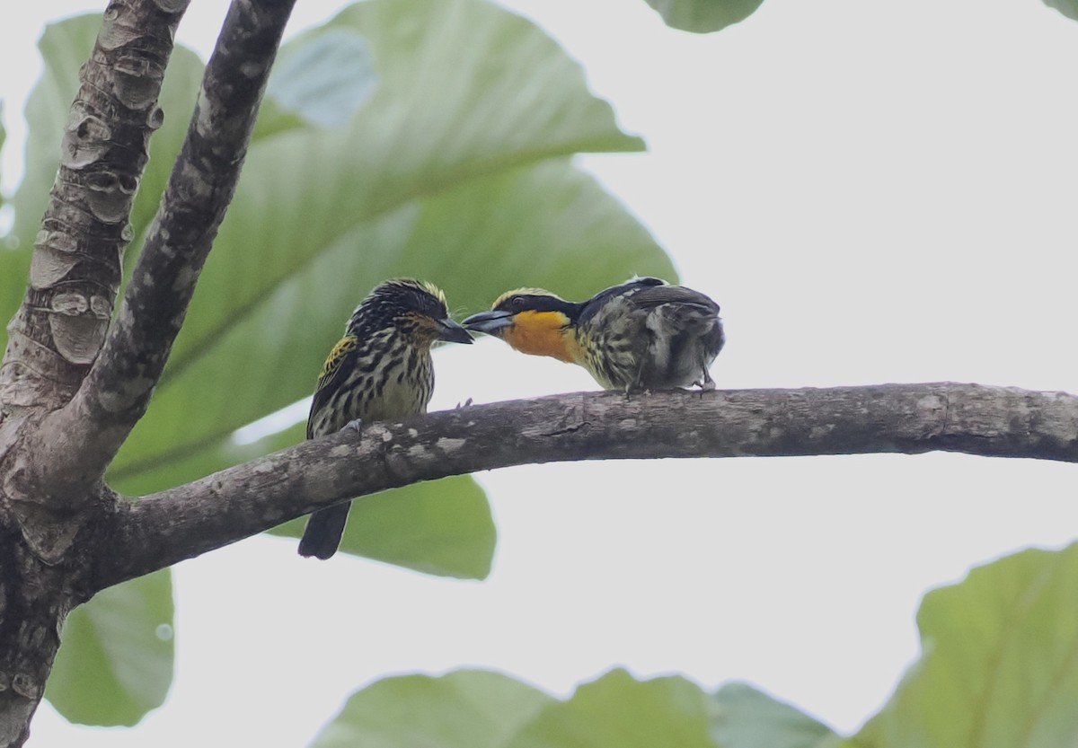 Gilded Barbet - ML628595428